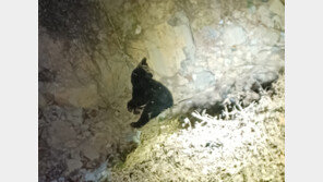 23년간 1평 철장에 갇혀 웅담 채취당한 곰, 철장 탈출 2시간만에 사살당해