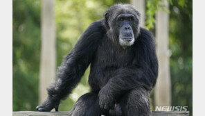 美연구진 “유인원, 수십 년 전 함께 지냈던 가족 기억”