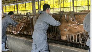 충남 소 럼피스킨 2개월 만에 종식…20일부터 소 거래 전면 허용
