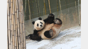 “신난다!”…마지막 겨울인지 모르고 눈밭 뒹구는 푸바오
