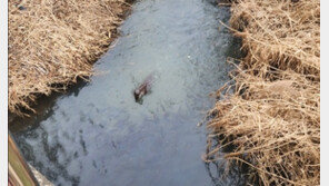 대전 갑천 습지서 수달 월동 포착…“서식지 보호해야”