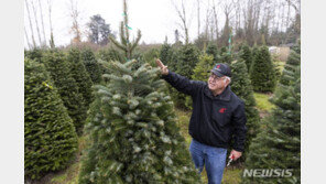 트리 없는 성탄절 오나…기후변화가 X-mas트리 재배 힘들게 만든다