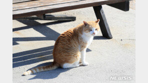 추위 피해 차로 들어가는 길고양이들…“집 치우면 안 돼”