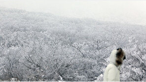 성탄절 한라산에 눈 ‘누적 85.1㎝’…탐방로·1100도로 통제 중