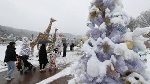 하얀 눈 내린 성탄 트리 