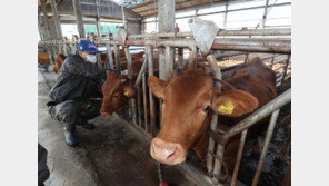 지자체 재량으로 가축 사육 장소 제한…헌재 “합헌” 