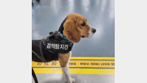 ‘꽃길만 걷개’ 은퇴 검역탐지견 비글·리트리버 새 가족 찾는다