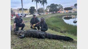 美 쇼핑몰서 길이 3m·무게 270㎏ 악어 포획