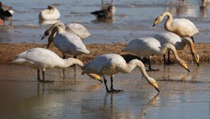 철새 큰고니의 겨울나기