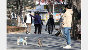 반려견이 노인 치매 위험 40% 낮춰…“산책 및 사회와 연결고리”