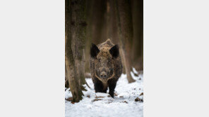 밭일하다 봉변…200kg 멧돼지에 공격당한 60대 중상