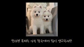 “무지개 다리 건넌 티코 그리워”…죽은 반려견 복제한 유튜버 논란