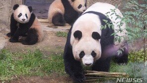 에버랜드, 쌍둥이 아기 판다 ‘루이바오·후이바오’ 일반에 공개