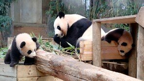 ‘푸바오 동생’ 쌍둥이 판다, 내일부터 관람객에 공개
