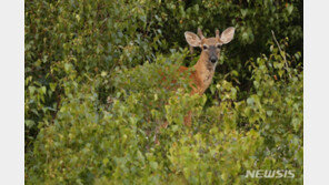 美 워싱턴 ‘사슴 전쟁’…저격수까지 나섰다