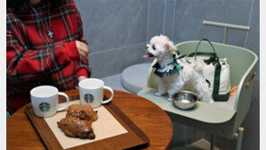 반려동물과 갈 수 있는 스타벅스 매장은 어디?