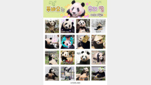 “푸바오가 푸바오 했다”… 이모티콘 출시 하루 만에 1위