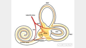 ‘어지럼 동반’ 돌발성 난청…“회복 안되면 ‘이 방법’ 고려”