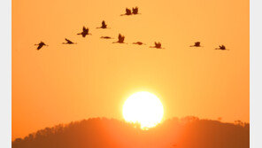 새해 재두루미의 힘찬 날갯짓