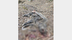 거제 야산에서 60대 엽사, 멧돼지 공격에 숨져