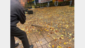 66만원 들었던 낙엽 처리, 중고 거래로 0원…“어느 아파트 대표냐, 부럽다”