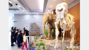 “우와~ 코끼리 뼈도 엄청 커요”