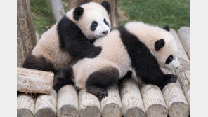 루이·후이 ‘장꾸’ 포즈에 심쿵쿵…쌍둥이 아기판다 공개시간 늘린다