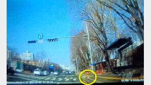 강아지 갑자기 뛰어나와 치였는데…“장례비 내달라” 뻔뻔 요구