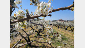 남의 땅에 배나무 심고 과일 수확한 70대 男, ‘절도죄’ 유죄