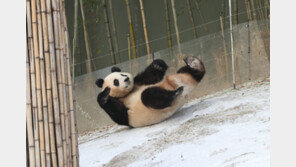 푸바오 4살 생일은 중국에서…“반환 시기 이달 중 발표, 7월 전 간다”