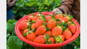 ‘금값 딸기’ 1900㎏ 감쪽같이 사라졌다…애타는 김해 농가 