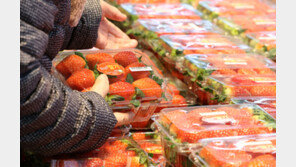 해서 출하 대기 ‘딸기1900㎏’ 사라져…“요즘 금값인데” 농민들 울상