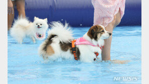반려동물 양육비 月 13만원…양육자 18% “양육 포기 고려”