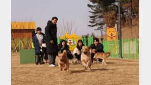 “완전 신나개∼” 대구 도심에 ‘반려견 놀이터’ 생겼다