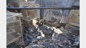 서울 미아동 단독주택서 불…집 안 앵무새 20마리 죽어