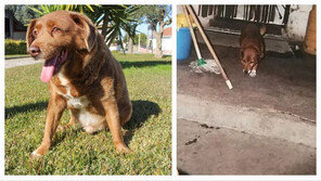 ‘31세’ 세계 최장수견 보비 나이 조작 의혹…“인간이라면 200살 넘어”