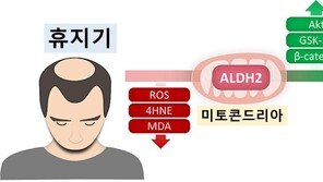 탈모 치료길 열리나…국내연구팀 “휴지기 모낭, 성장기로 전환 가능”