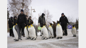 산책 나온 ‘임금펭귄’ 
