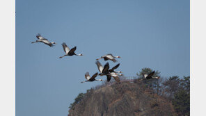 수묵화 그려놓은 듯 우아한 잿빛 날갯짓 