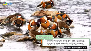 미국 뉴요커들도 열광했던 ‘이 새’…중랑천서 200마리 발견