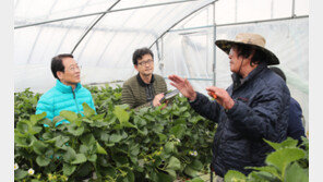 딸기 가격 얼마나 올랐길래…농가서 도난사고 이어져