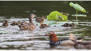 중랑천에 ‘잉꼬부부’ 원앙 200마리…“전세계 유례 없는 풍경”