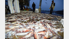 어획량 급감한 ‘오징어’…동아프리카서 대체어장 찾는다