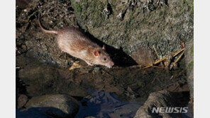 “3시간 내 한탄바이러스 감염 진단”…새 진단법 개발