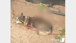 “피해도 입히지 않았는데”…들개에 70㎝ 화살 쏜 40대에게 실형 구형