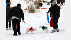 서울시의회 ‘개 식용 종식 조례’ 발의…보건복지위 전원 공동발의