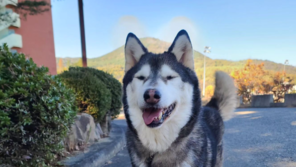 “진짜 맞아서 당황” 떠돌이 개에 화살 쏜 40대, 징역형 구형