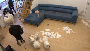 “소파 오염도, 공중화장실 변기 14배”…7마리 다견 가정 ‘배변판’ 사연