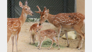 아파트 지하주차장서 사슴 ‘난동’…차량 수리비 수백만원은 누가?