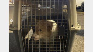 반려견 ‘죽도’로 때리며 생방송한 유튜버…‘긴급 구조’